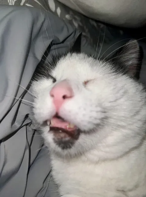 My mom asked me what “derp” meant, so I showed her this.. She looked at me completely serious and just said “I get it now”