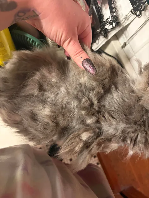 Need advice on rescuing elderly cat from living in a bathroom