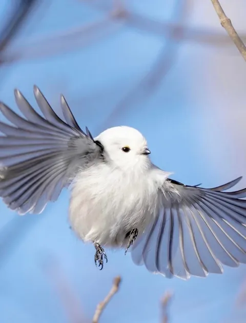 🔥Is the Long-Tailed Tit the Cutest Bird There Ever Was?