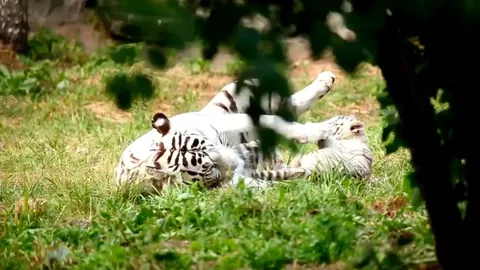 White tiger cub playing with his mother in the grass