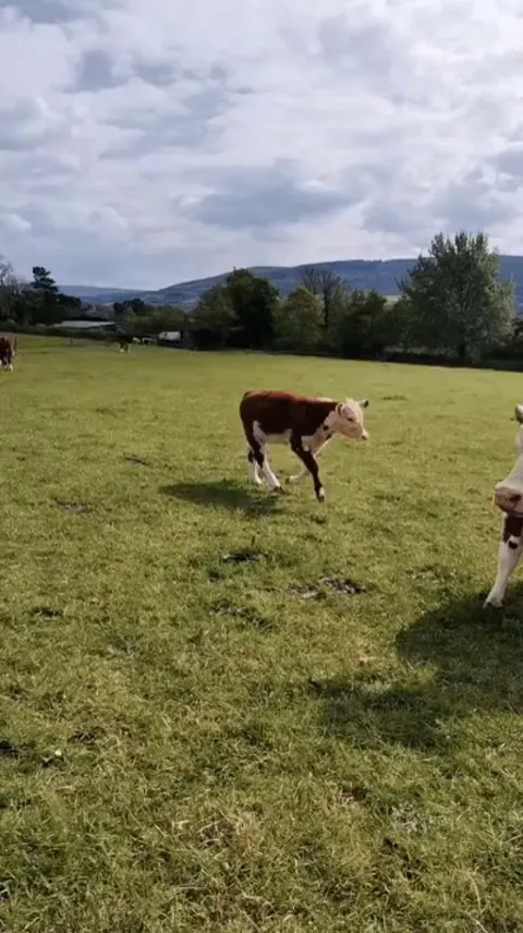 Sylvia wanted more milk, so decided to hit Barry away from his mom to take some of hers.