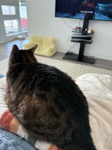 4 years after adoption... HE FINALLY SAT ON MY LAP AHHHH 🥹