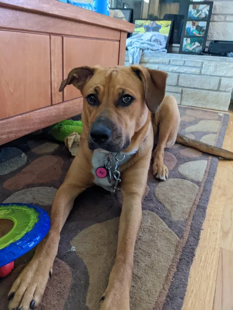 This is Rae. Last night she saved us by barking to alert us to a fire. Good girl, Rae.