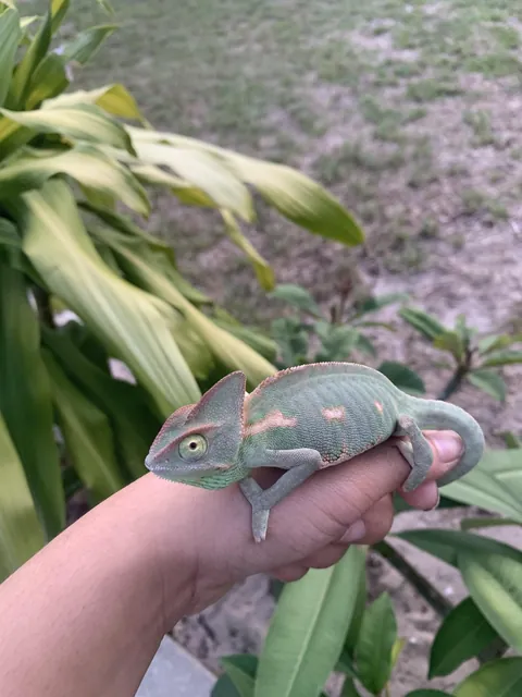 everyone say hello to pickle!