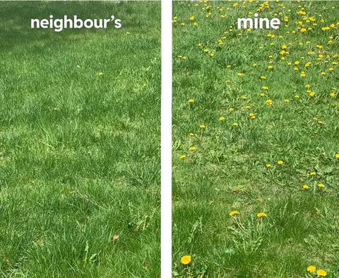 The amount of dandelions on my neighbours lawn vs my lawn (we get equal sun)