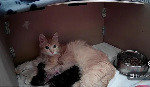 Took in a feral and now I'm caring for a litter of Kittens