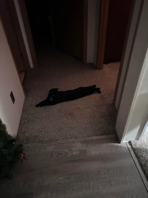 He always lays like this