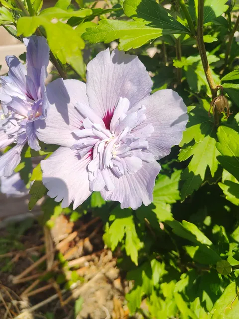 No one cares much about my flowers so I thought to share them here