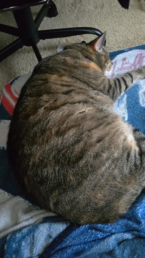 I'll always love and miss you Sushi