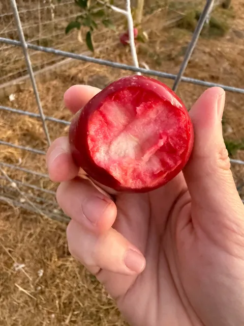 The most beautiful apples I’ve grown this year
