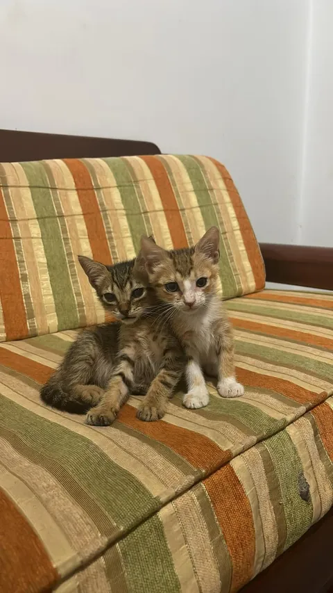 From the streets of Tunisia to the Alps, these two little rescued siblings finally found peace