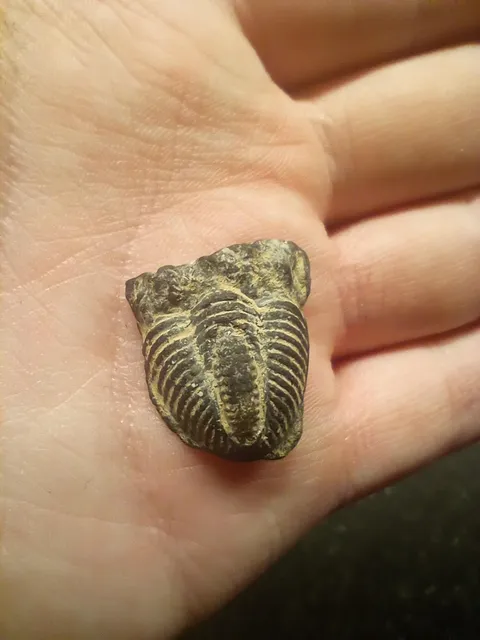 Our driveway gravel contained a trilobite