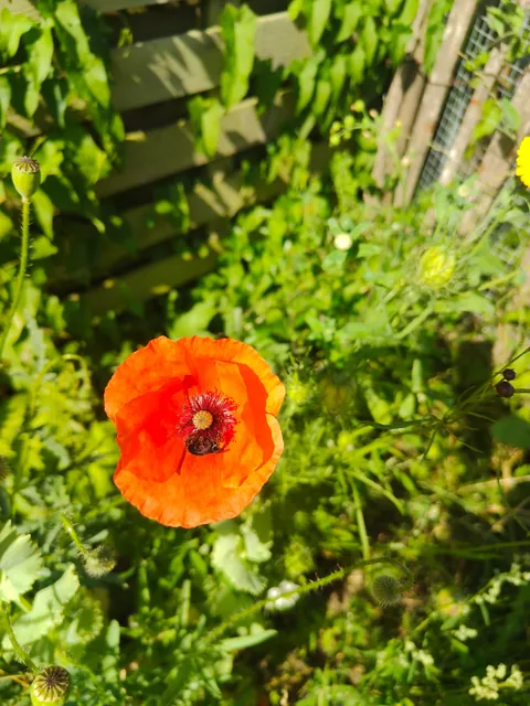 No one cares much about my flowers so I thought to share them here