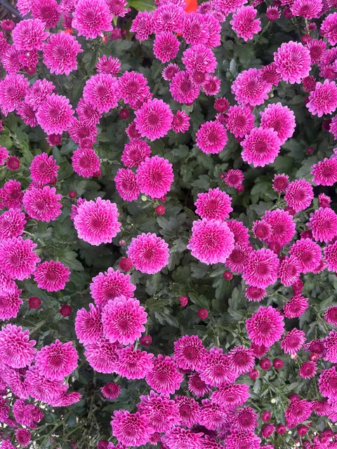 Planted mums in the ground last fall and they have quadrupled in size!!!