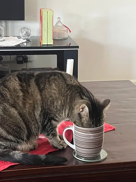 Looks me dead in the eye and then goes back to drinking my water 😂