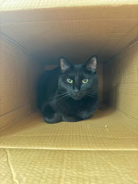 My son, disco