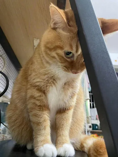 Kitchen quality control