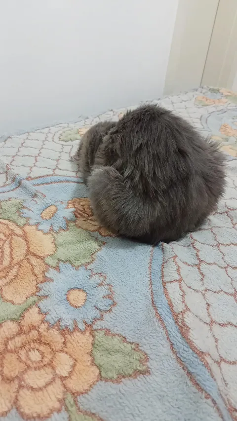 Why does my cat like to sleep like this?