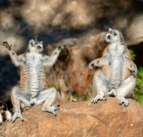 Nominees for comedy Wildlife Photo Of The Year