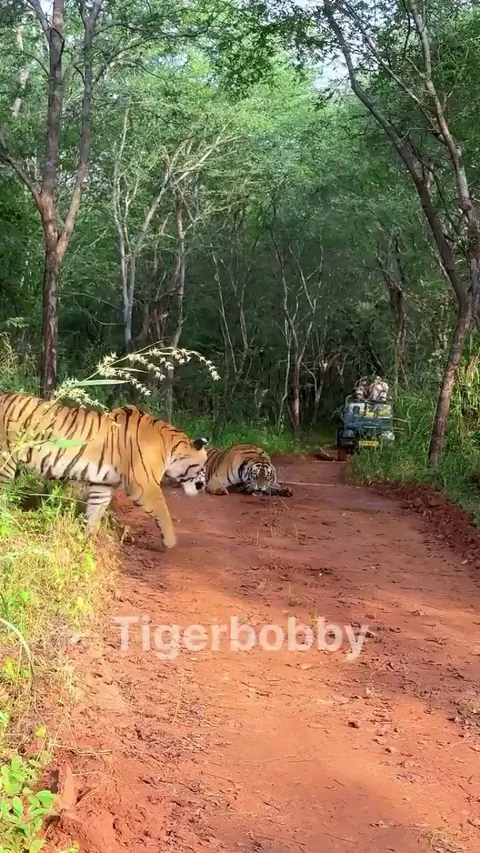 🔥Mother Tiger &amp; Daughter Fight Over Territory