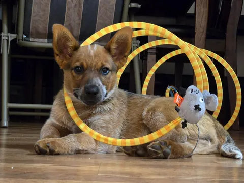 Henlo frens! I is the Toffee bebe!