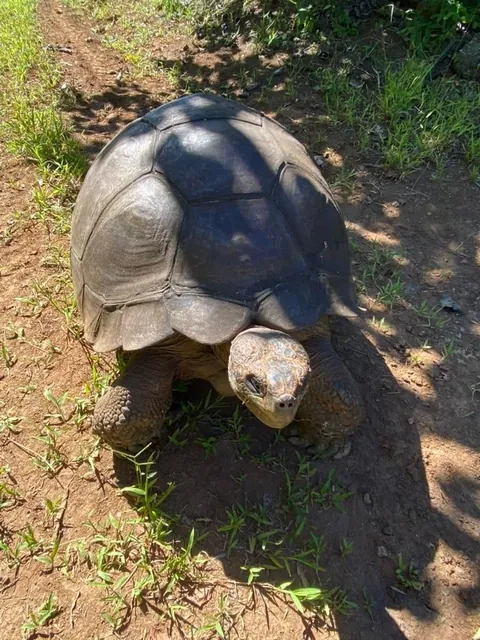 Visiting Pitcairn island
