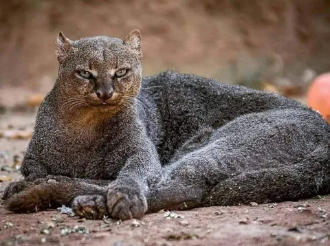 🔥 The Jaguarundi Cat, sometimes called the "otter cat" 🔥