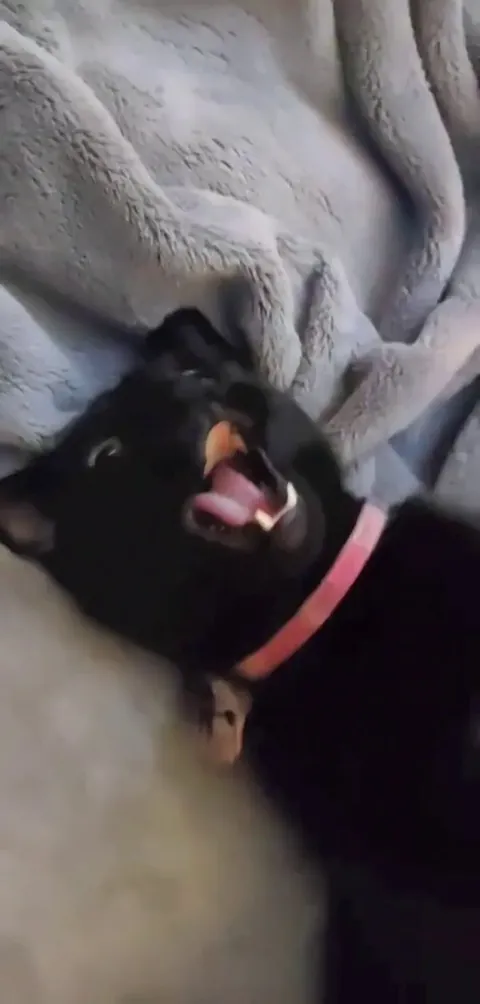 Boba is very expressive