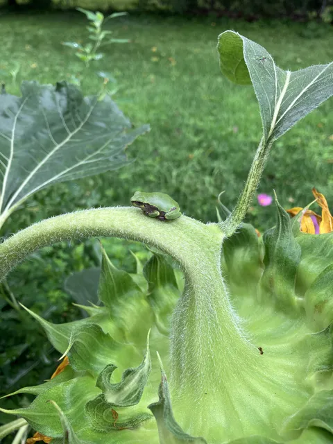 My depressed sunflower has an emotional support frog