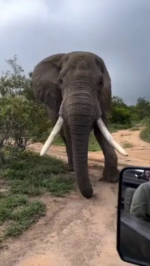 A large elephant gives a polite warning to humans