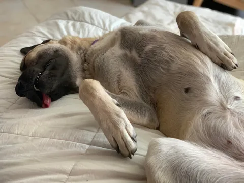 My derpy sleeping princess
