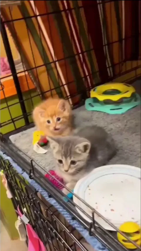 He felt so guilty after hissing😭