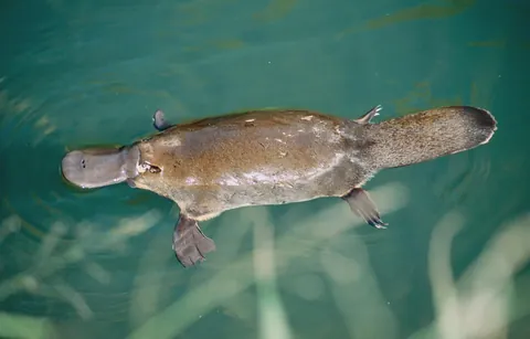 If the platypus through evolution lost its ability to produce milk, would it still be classified as a mammal?