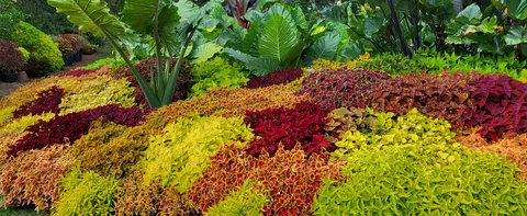 Tropical bedding with coleus