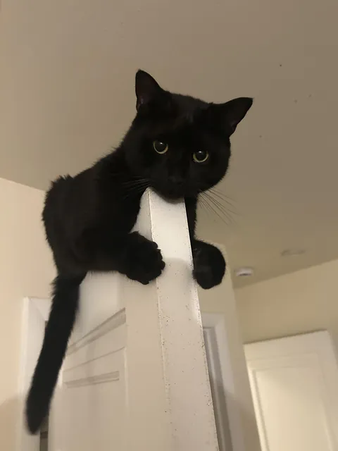 Cesar does his best gargoyle impression