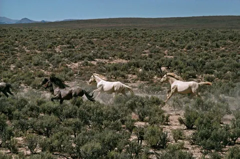 🔥 USA, Nevada, 1977. Wild horses