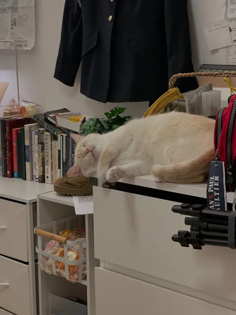 Sometimes i come home to my cat and my roommates cat hanging in my room