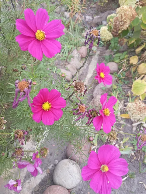 Cosmos in October