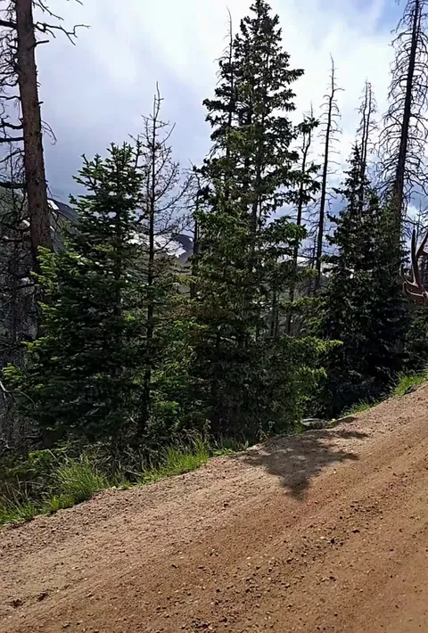 🔥Beautiful Bull Elk was quite the traffic stopper.