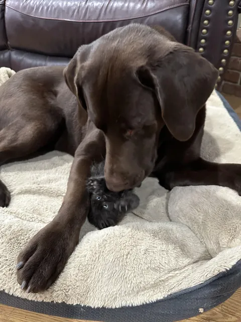 Update: The tiny fluffball I rescued won’t leave her giant best friend alone