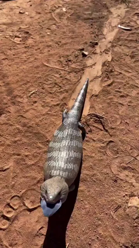 Tiliqua scincoides - blue tongue skink 🦎