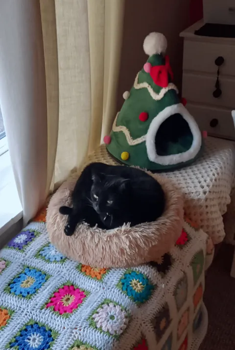 Photo Dump of my cat Hilda