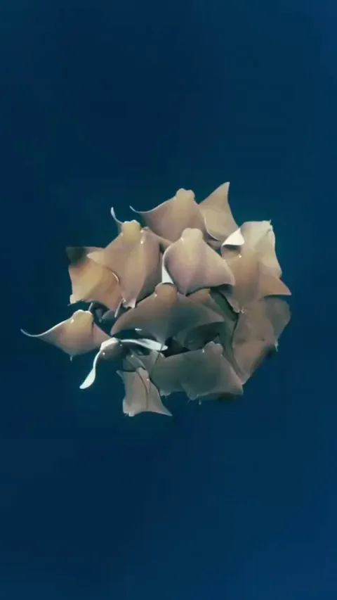 🔥 A group of rays is called a "fever".