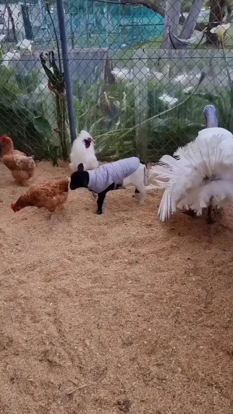 Heath is chasing the chickens, so Harvey the turkey chases him away