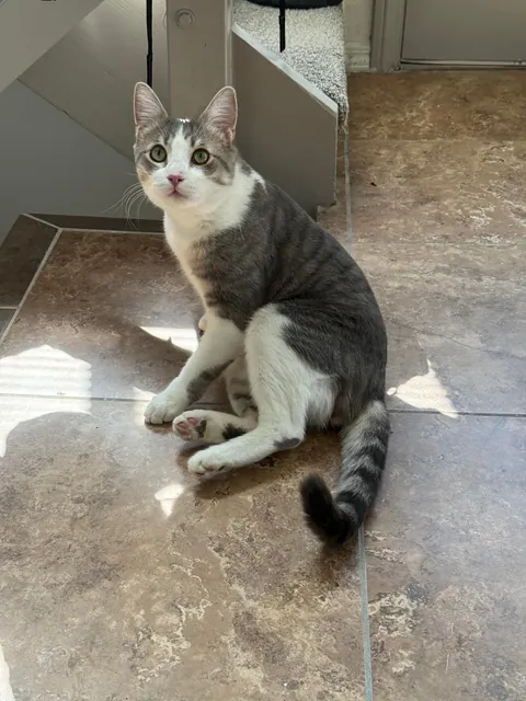 My husband and I adopted our first ever cat yesterday and we’re obsessed with him already!