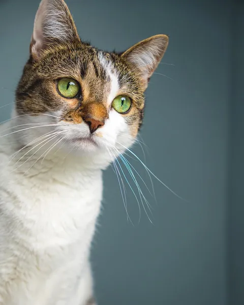 ITAP of my cat