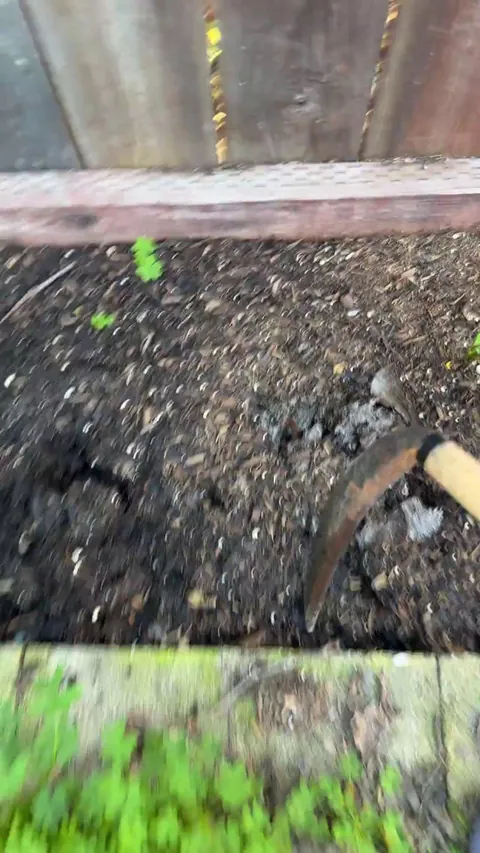 Is this mold in my garden?