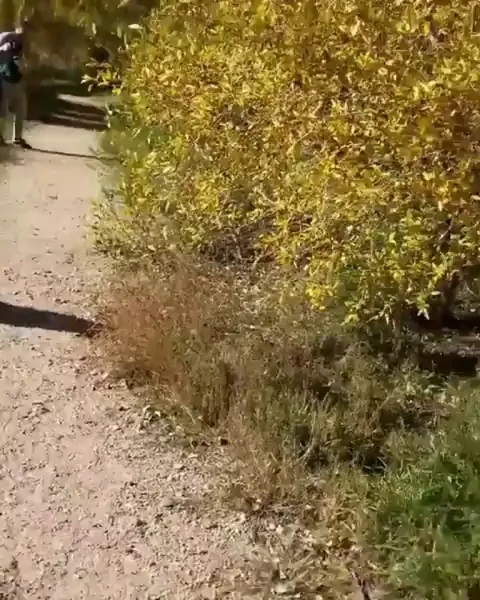 Here we have a wild huskaroo in its natural habitat