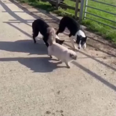 These homies must be guards or stalkers