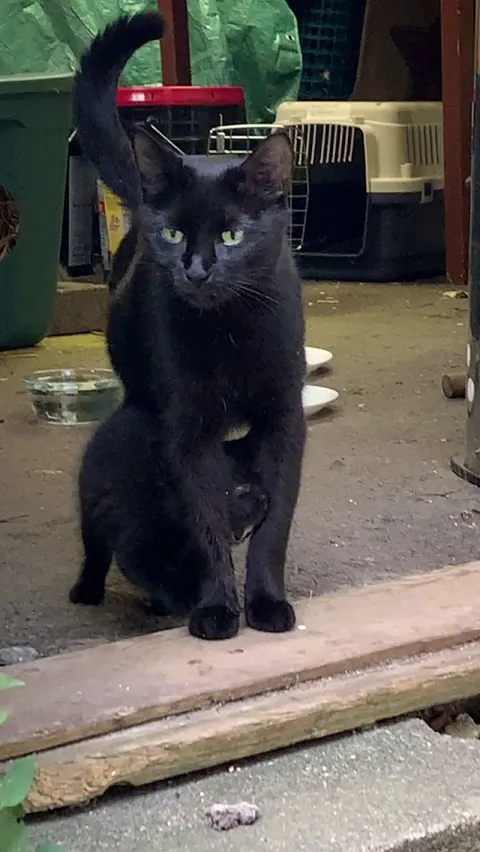 We had been feeding this stray mama for a while. One morning, we discovered that she had moved her kittens into our garage.